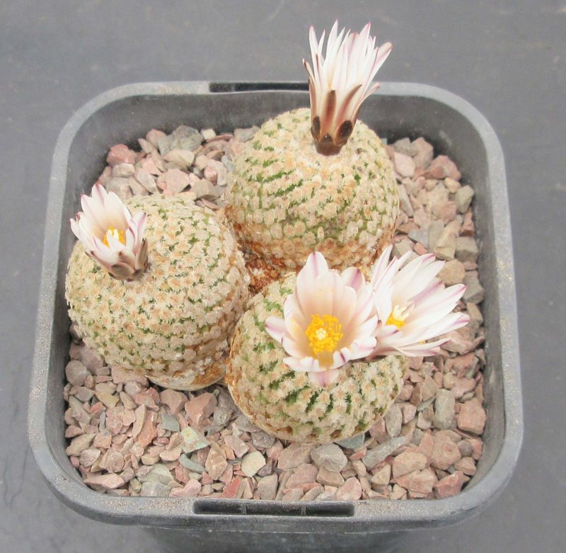 Turbinicarpus valdezianus