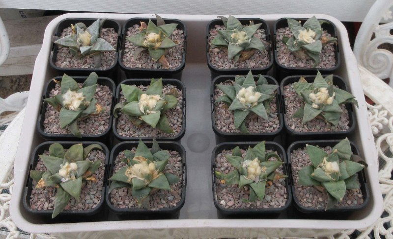 Repotted 12 Ariocarpus seedlings