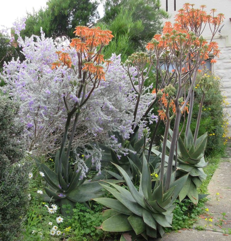 Aloes on frontyard