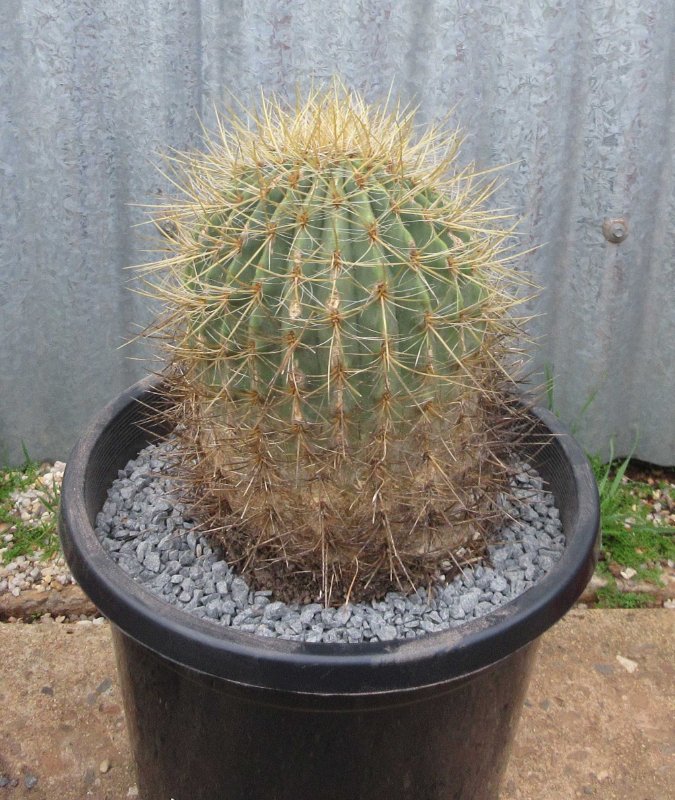 Ferocactus species