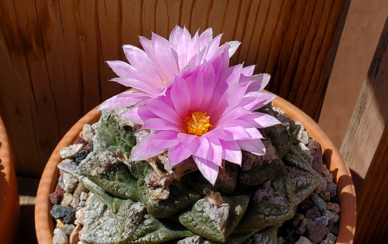 Ariocarpus fissuratus