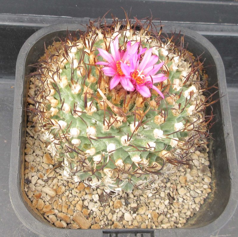 Turbinicarpus alonsoi