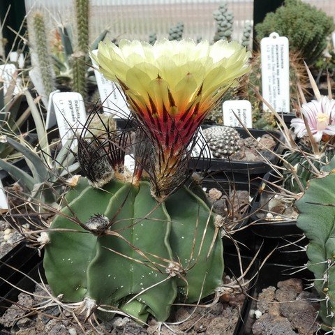 Astrophytum capricorne v minor 01.JPG