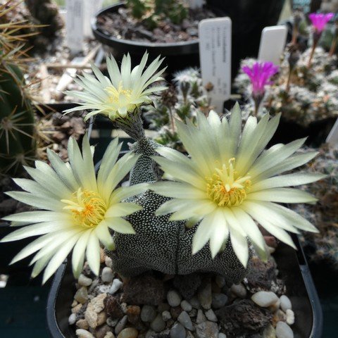 Astrophytum myriostigma v quadricostatum 01.JPG