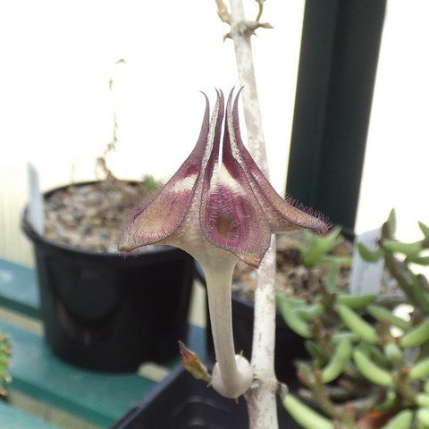 Ceropegia stapeliiformis 02.JPG