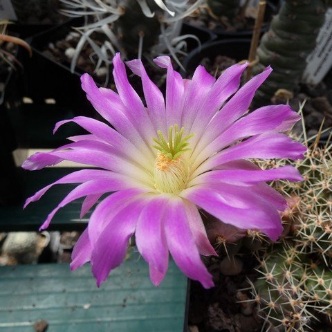 Echinocereus berlandieri 02.JPG