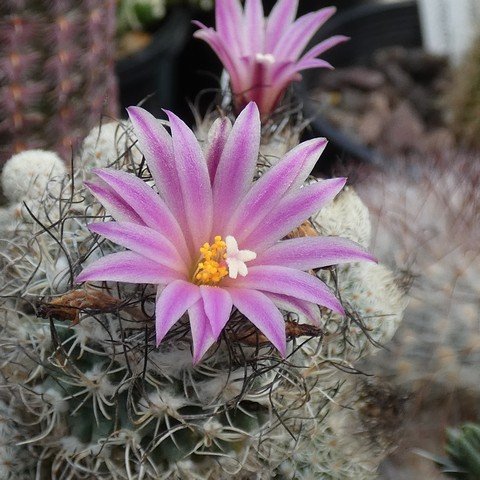 Turbinicarpus pseudomacrochele s minimus 02.JPG