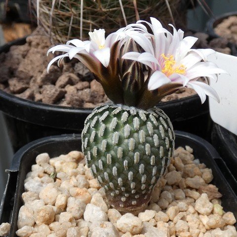 Turbinicarpus pseudopectinata 01.JPG