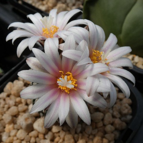 Turbinicarpus pseudopectinata 02.JPG