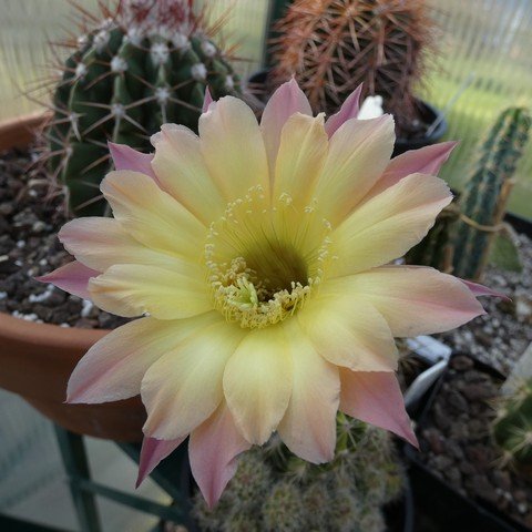 Echinopsis hybrid 0102.JPG