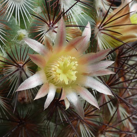 Mammillaria microchelia 02.JPG