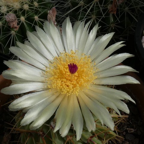 Parodia buiningii 02.JPG