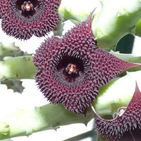 Stapelia schinzii 02.JPG