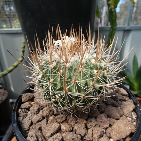 Stenocactus sulphureus 01.JPG