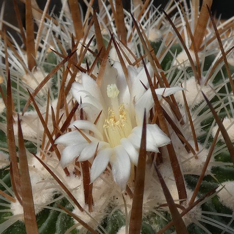 Stenocactus sulphureus 02.JPG