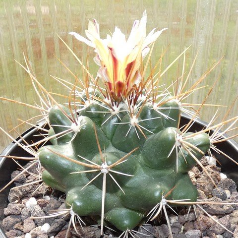 Thelocactus conothelos 01.JPG