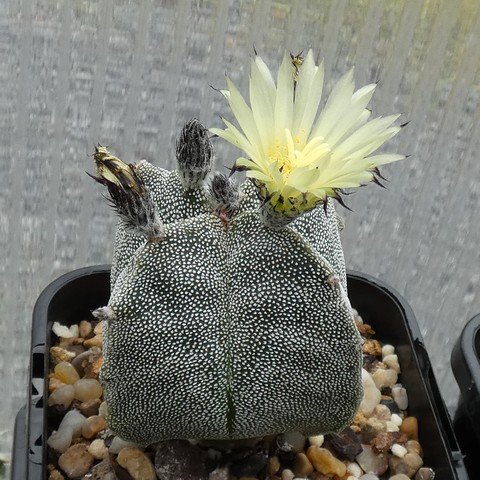 Astrophytum myriostigma var quadricostatum 22100701.JPG