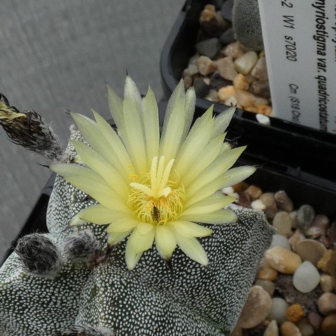 Astrophytum myriostigma var quadricostatum 22100702.JPG