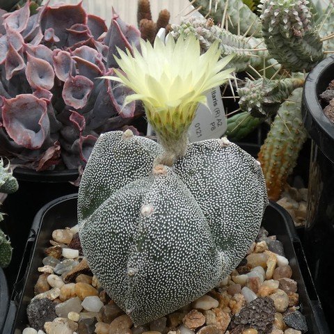 Astrophytum myriostigma var tricostatum 22100701.JPG