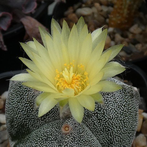 Astrophytum myriostigma var tricostatum 22100702.JPG