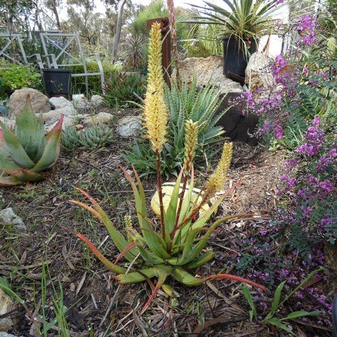 Aloe hybrid 'LEO 6140' Sparkler 22100701.JPG