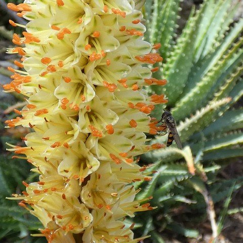 Aloe hybrid 'LEO 6140' Sparkler 22100702.JPG