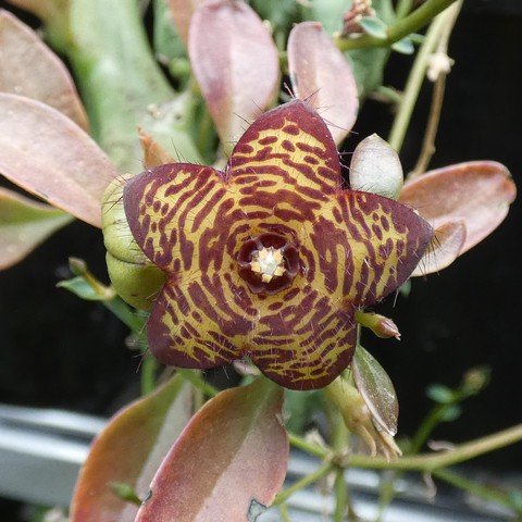 Boucerosia frerei (Frerea indica) 22100702.JPG