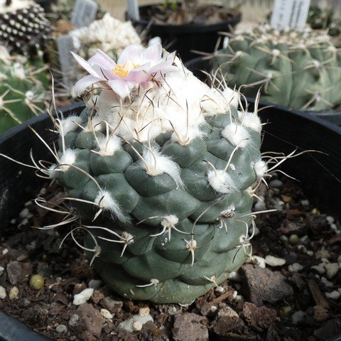 Turbinicarpus lophophoroides 22100701.JPG