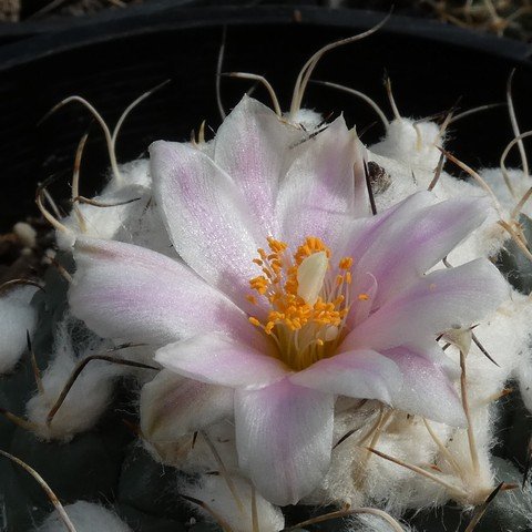 Turbinicarpus lophophoroides 22100702.JPG