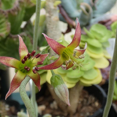 Cotyledon papillaris FSA85 22100702.JPG