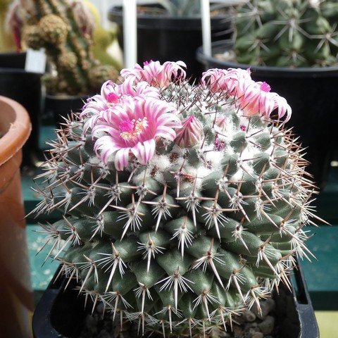 Mammillaria hahniana ssp woodsii 22100701.JPG