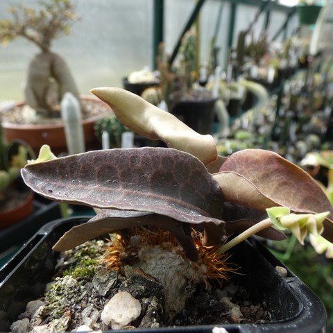 Euphorbia francoisii 22100701.JPG