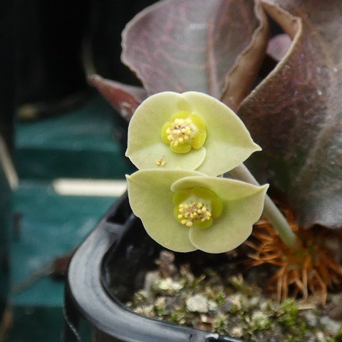 Euphorbia francoisii 22100702.JPG