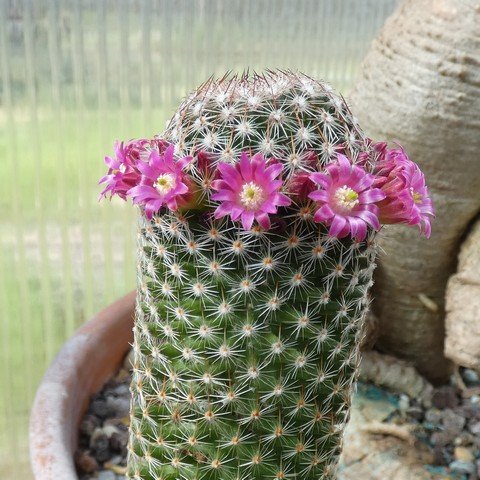 Mammillaria matudae 22100701.JPG