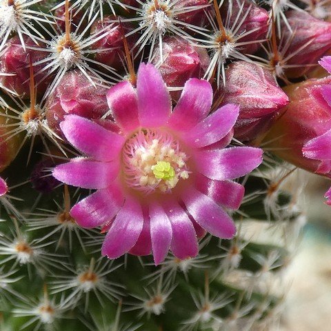 Mammillaria matudae 22100702.JPG