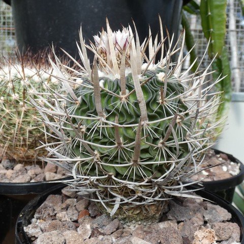 Stenocactus querraianus 22100701.JPG