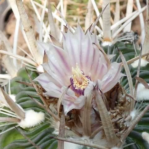 Stenocactus querraianus 22100702.JPG