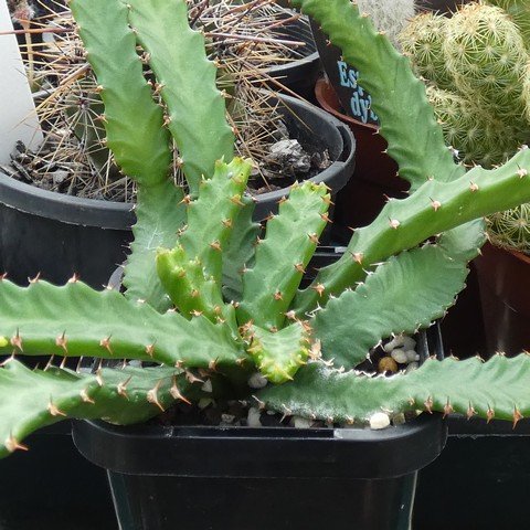 Euphorbia stellata 22100701.JPG
