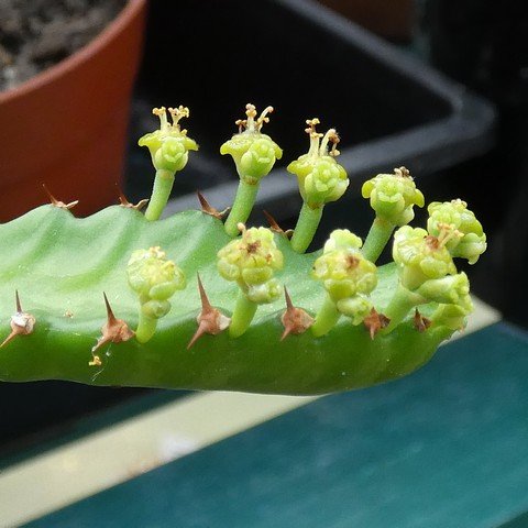 Euphorbia stellata 22100702.JPG