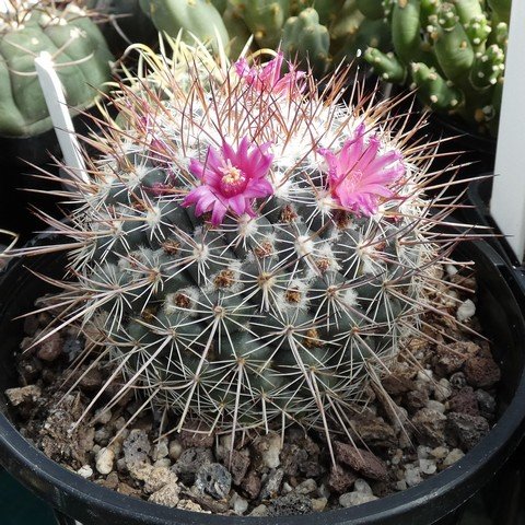 Mammillaria lindsayi var rubriflora 22100701.JPG