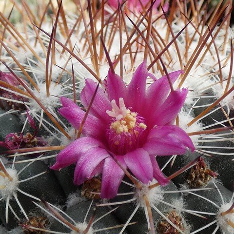 Mammillaria lindsayi var rubriflora 22100702.JPG