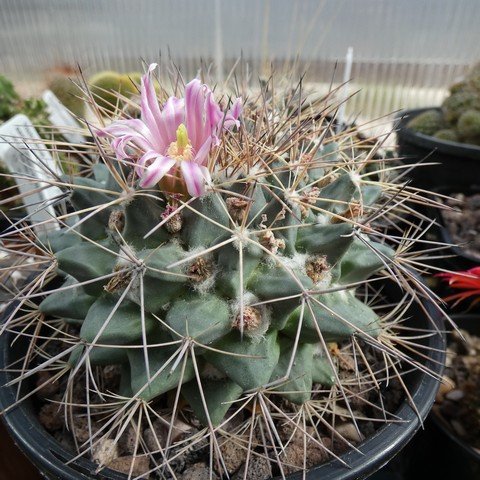 Mammillaria melanocentra 22100701.JPG