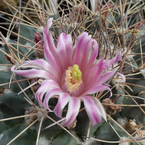 Mammillaria melanocentra 22100702.JPG