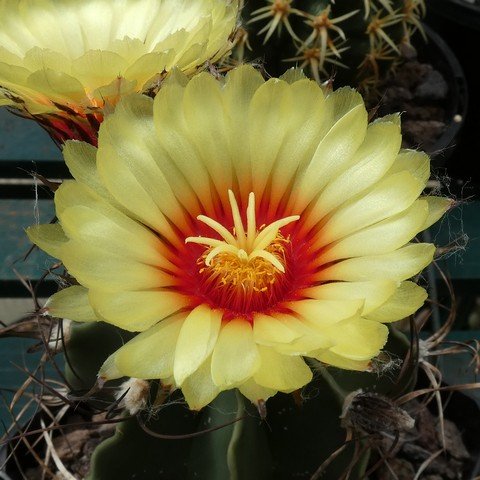 Astrophytum capricorne var minor 22101002.JPG