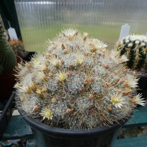 Mammillaria  duwei 22101001.JPG