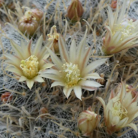 Mammillaria  duwei 22101002.JPG