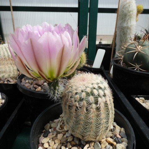 Echinocereus pectinatus 22101001.JPG