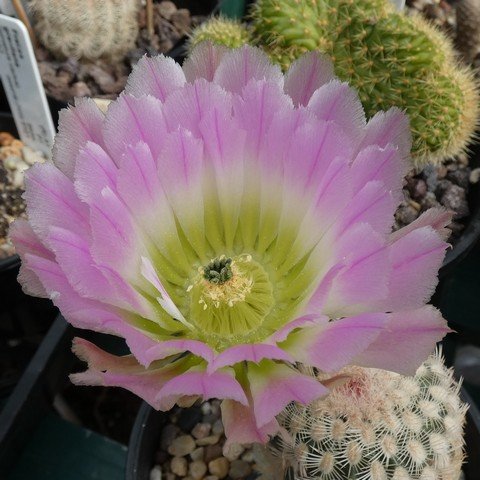 Echinocereus pectinatus 22101002.JPG