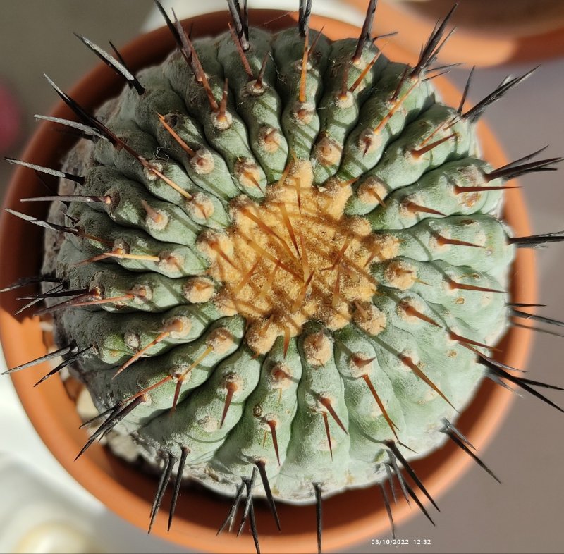 Copiapoa cinera columna alba?