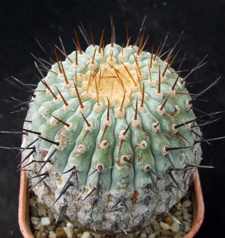 Copiapoa cinera columna alba?